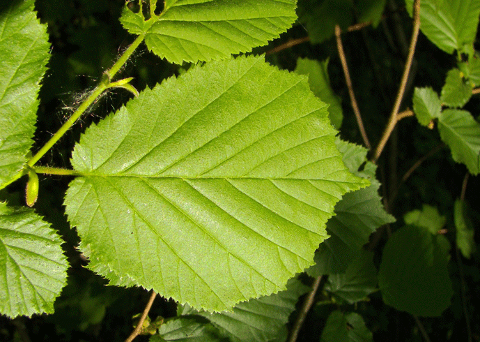 Листья орешника