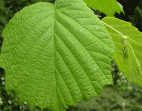 Листья орешника против простатита
